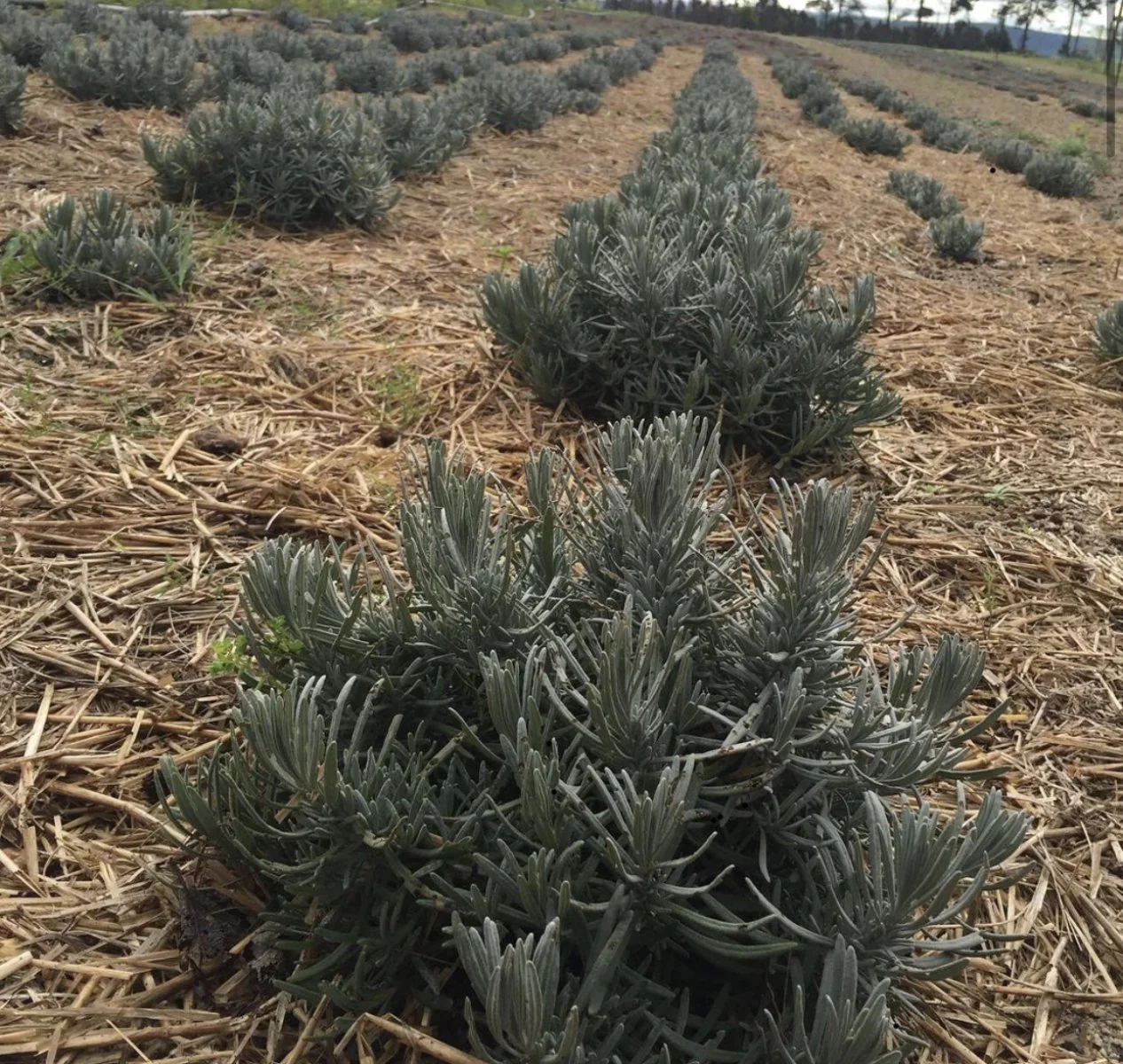 Rosemary verbenone with needle-like leaves, planted in rows across a large open field.