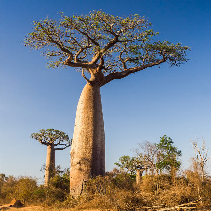 Two Baobab trees standing tall in the landscape.