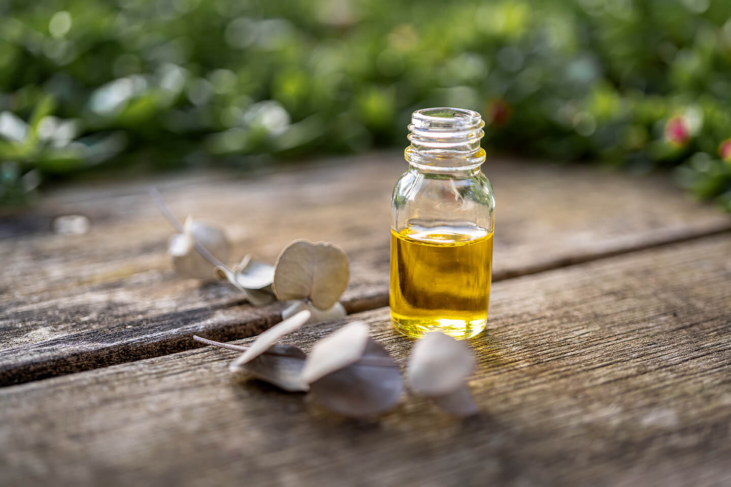 Eucalyptus Radiata oil in a small bottle and Eucalyptus Radiata leaves over the wooden surface