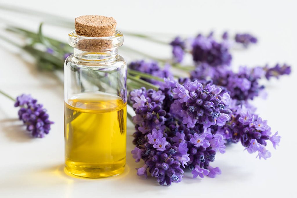 Scatters Oils USA Bulk Organic Lavender Oil