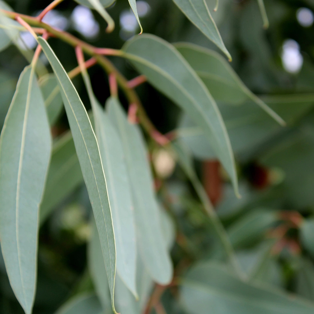 Scatters Oils USA Bulk Eucalyptus Oil