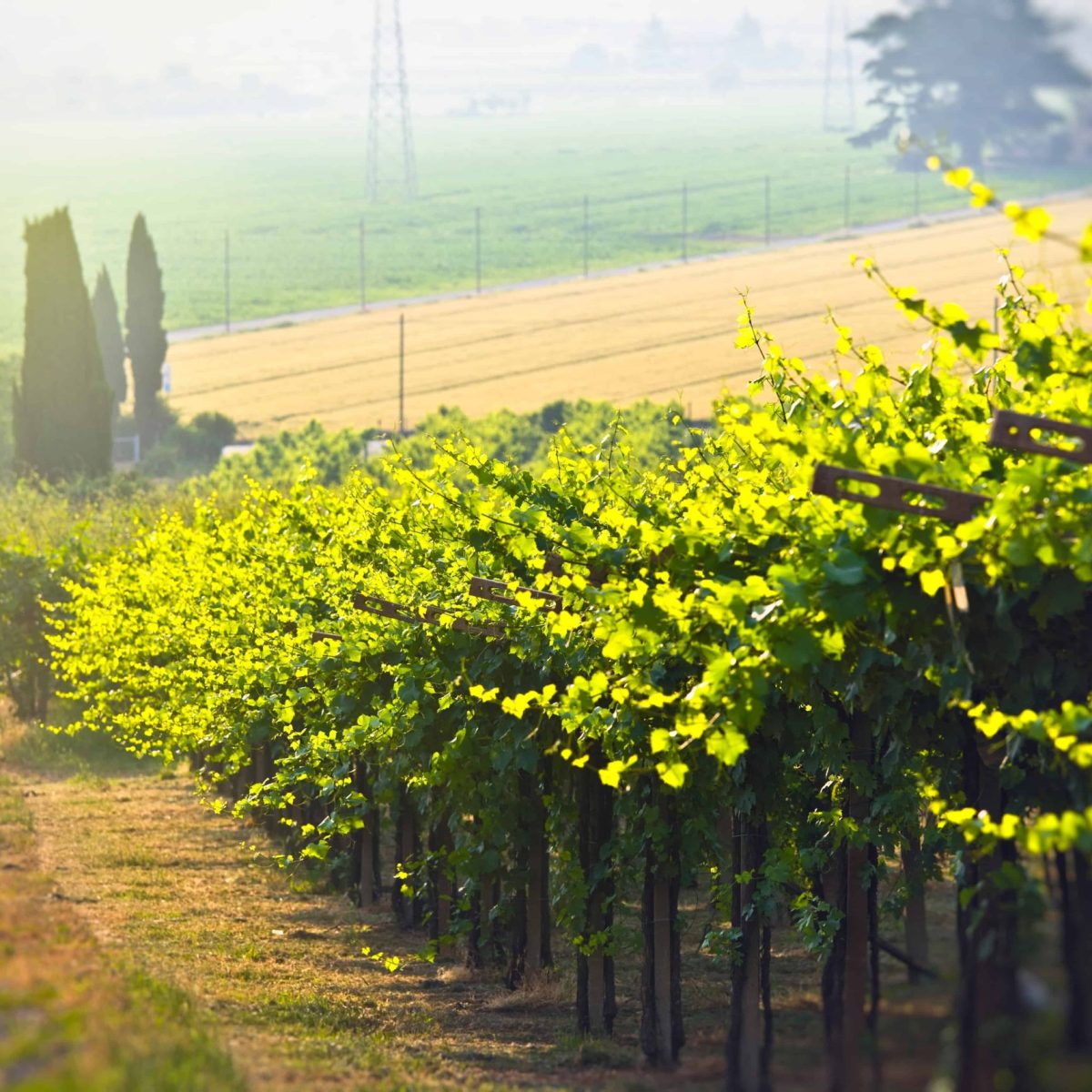 Grape Field