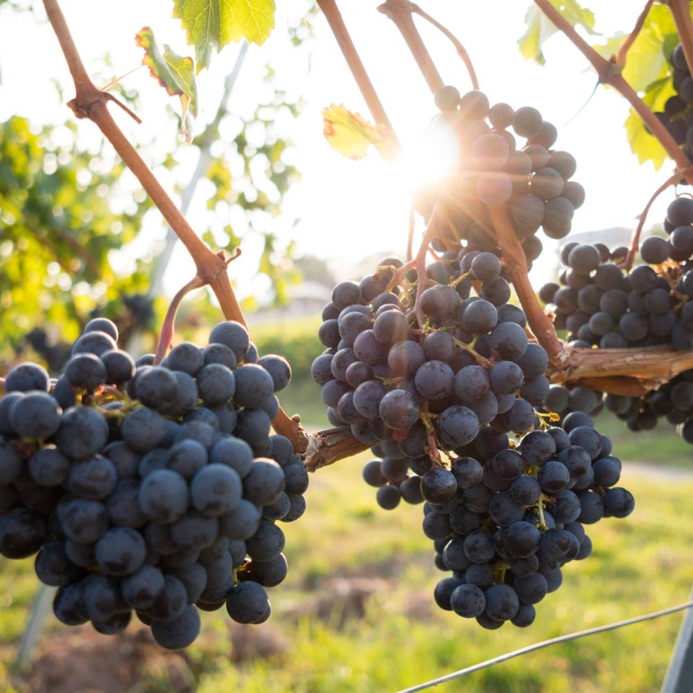 Grapes