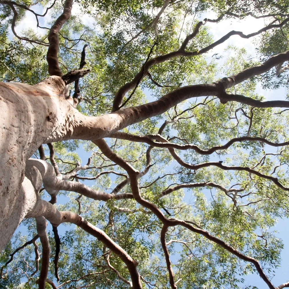 bulk-eucalyptus-radiata-essential-oil-benefits