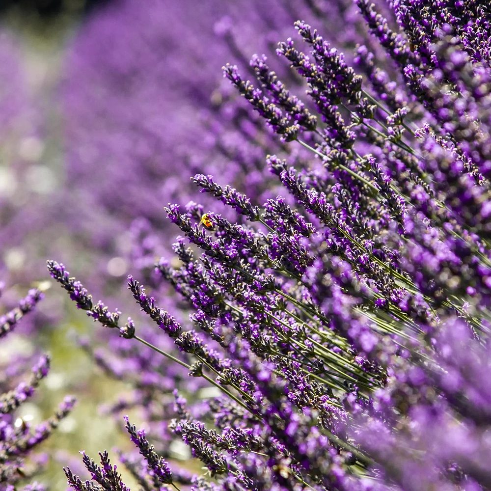 lavender-02